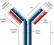 Primary Antibodies